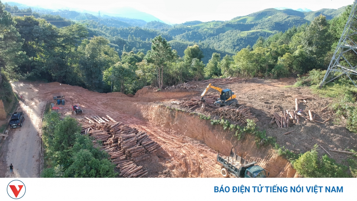 Phá rừng thông phòng hộ trên đỉnh Pha Đin:Có tiếp tay, thỏa hiệp ngầm của cơ quan quản lý? - Vimarsana News