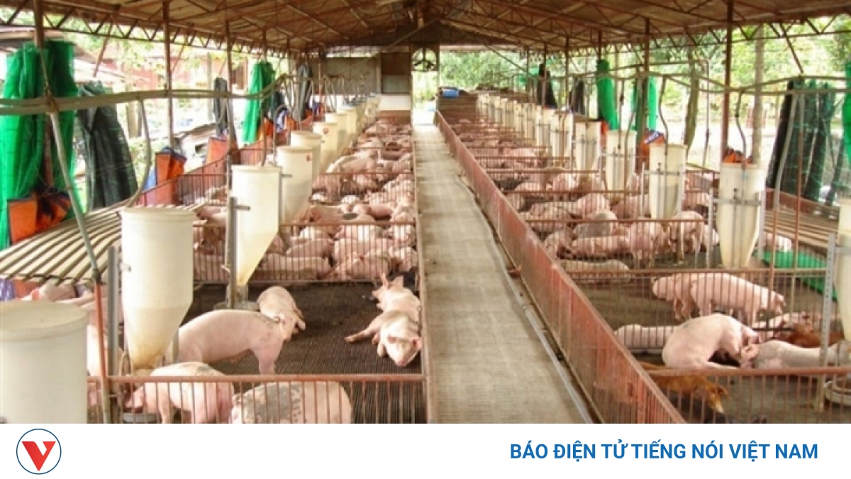 Đàn heo hàng triệu con ở Đồng Nai đang "mắc kẹt" không tiêu thụ được - Vimarsana News
