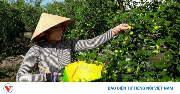 Bà con nông dân Sóc Trăng hứa hẹn một vụ mùa bội thu nhờ táo hồng trúng mùa, được giá - Vimarsana News