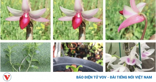 Lan đột biến tiền tỷ biến thành