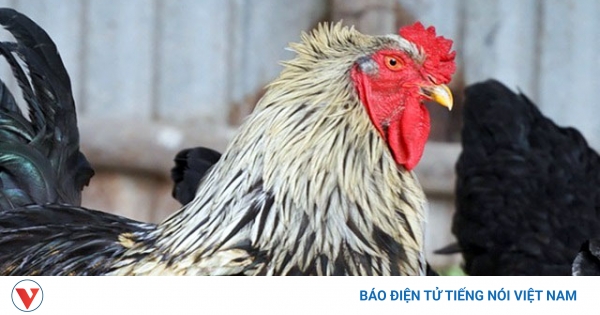 "Vua gà” khổng lồ hút khách nhà giàu | VOV.VN