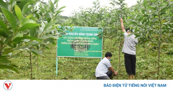 Tổng hợp 109 hình về hình ảnh rừng cây mô phỏng  NEC
