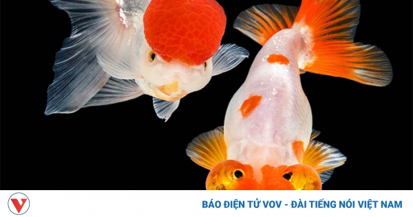 Đây là những lý do bạn không nên thả cá vàng về tự nhiên