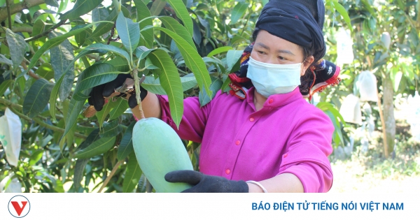 Công nghệ số mở đường cho xuất khẩu nông sản giá trị cao
