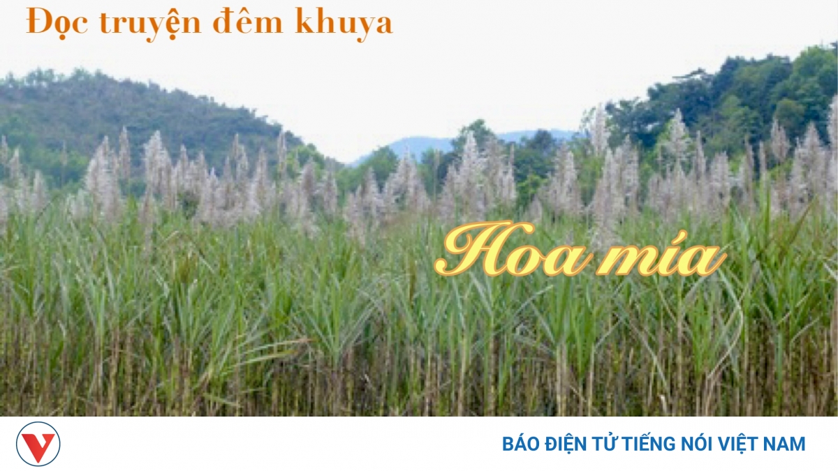 Truyện ngắn "Hoa mía" - Biểu tượng của tình yêu thương