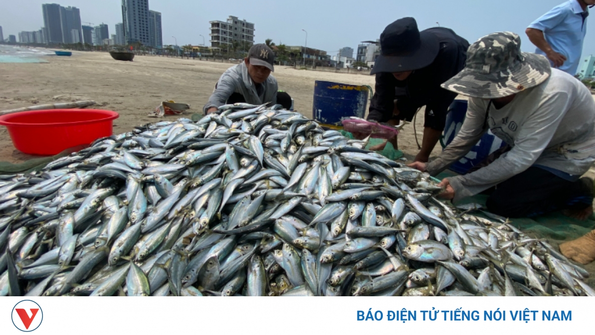 Kéo lưới gần bờ ngư dân được mùa cá hố cá rọc