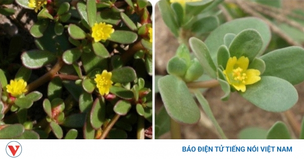 Tác dụng chữa bệnh tuyệt vời của cây rau sam