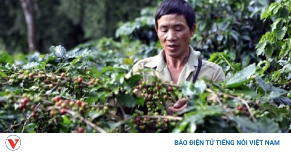 Giá cà phê hôm nay 17/6: Giá cà phê thế giới tăng trên 2 sàn quốc tế