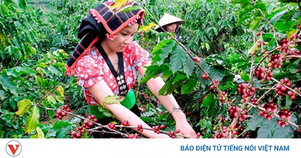 Giá cà phê hôm nay 1/7: Cà phê thế giới cùng tăng trên 2 sàn quốc tế