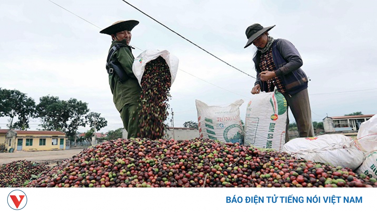 Giá cà phê hôm nay 20/5: Giá cà phê Robusta và Arabica đều giảm