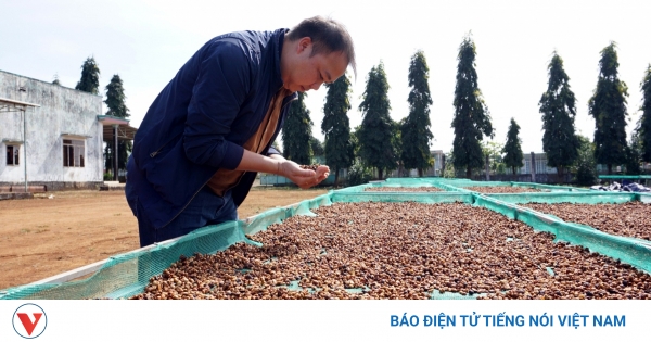 Giá cà phê hôm nay 7/5: Giá cà phê trong nước trung bình ở mức 86.100 đồng/kg