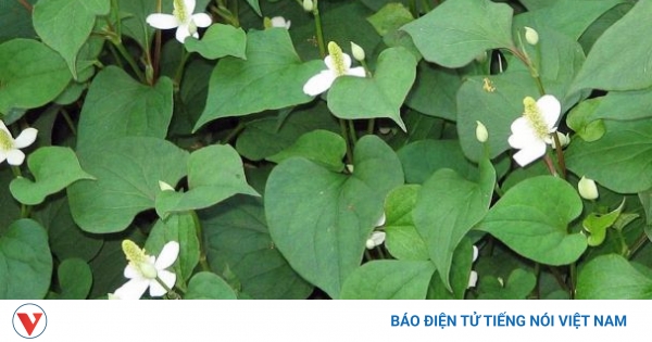 Rau diếp cá là bài thuốc chữa đau mắt đỏ