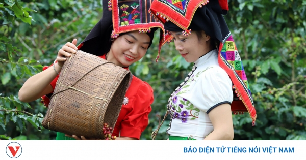 Giá cà phê hôm nay 31/10: Cà phê trong nước ổn định, cà phê thế giới tăng
