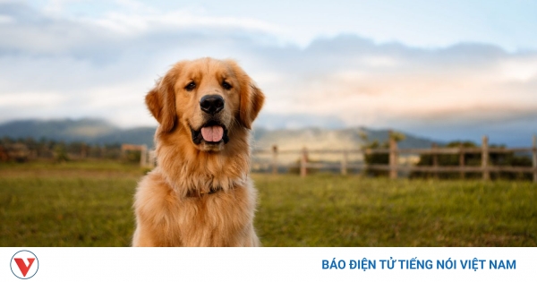 Truyện ngắn "Con chó biết nói"