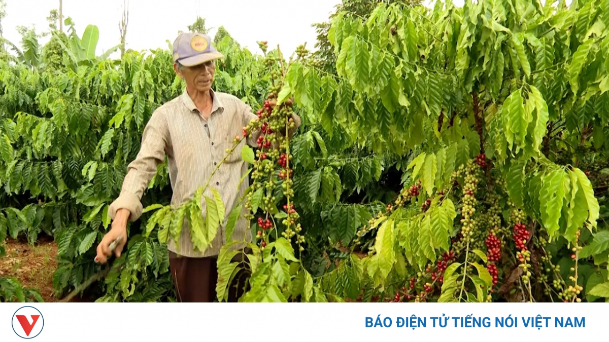 Giá cà phê hôm nay 31/5: Giá cà phê giảm trên cả hai sàn quốc tế