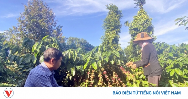 Giá cà phê hôm nay 21/8: Giá cà phê trong nước cao nhất 98.000 đồng/kg