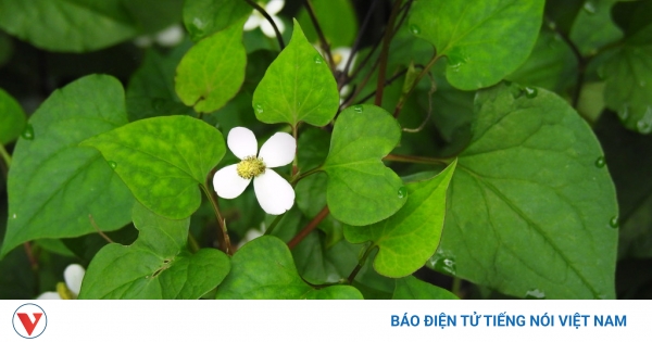 Bt ng vi cng dng cha bnh ca rau dip c