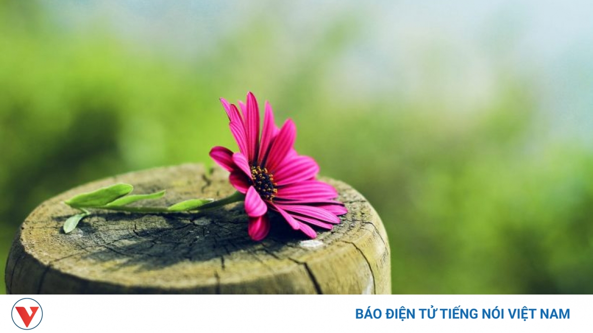 "Cố nhân": Khát vọng tình yêu và lý tưởng sống