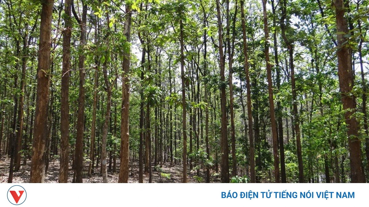 Truyện ngắn "Sau lưng là rừng thẳm"