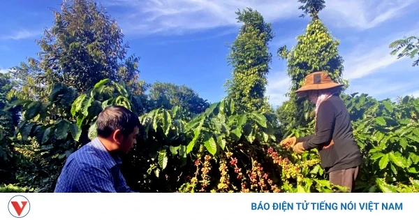 Giá cà phê hôm nay 15/6: Cà phê Robusta và Arabica đều tăng giá