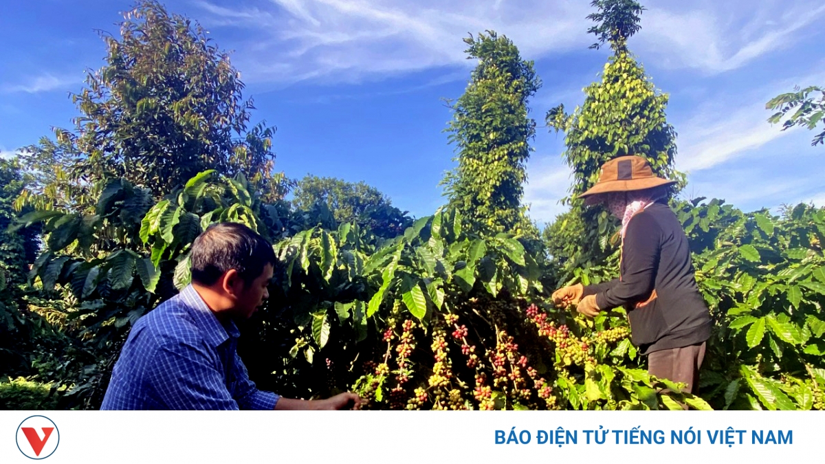 Giá cà phê hôm nay 6/6: Giá cà phê trong nước trung bình ở mức 85.800 đồng/kg
