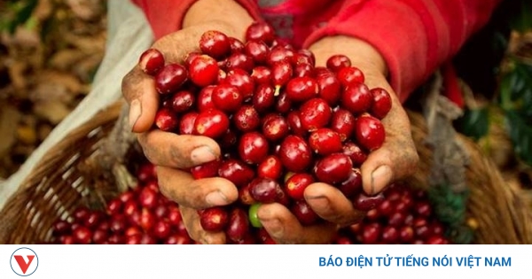Giá cà phê hôm nay 24/6: Giá cà phê thế giới đồng loạt giảm