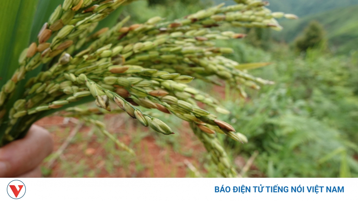 Mua lúa giống trôi nổi, bà con vùng cao thất thu