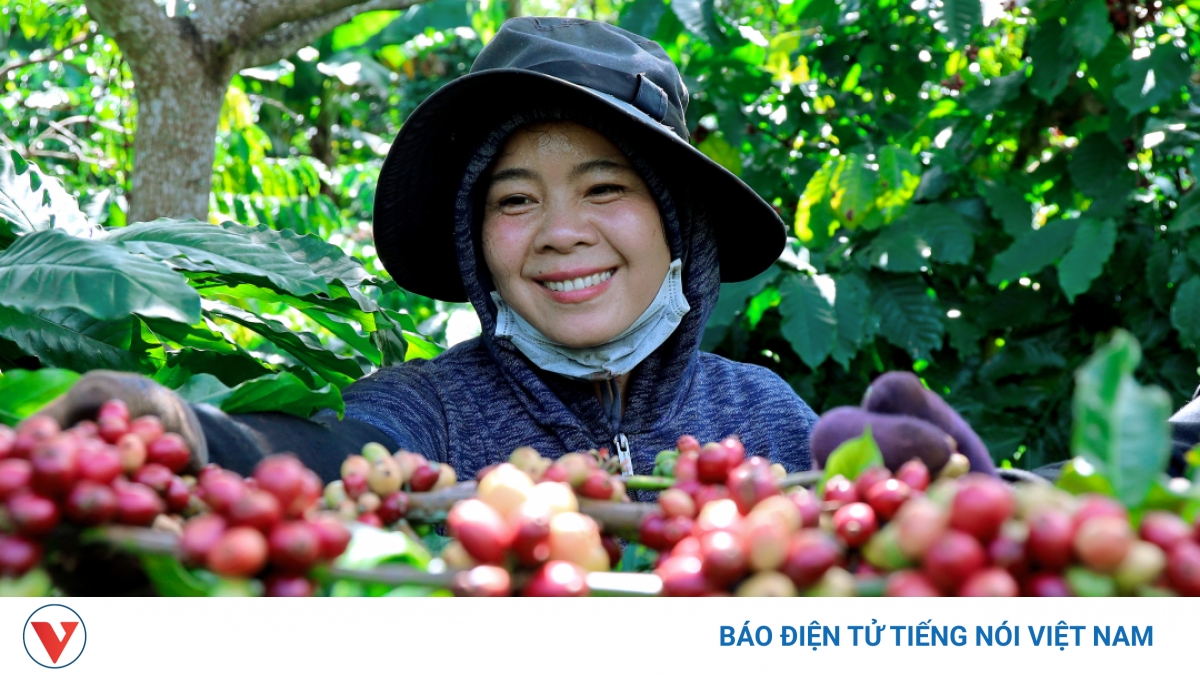 Giá cà phê hôm nay 13/5: Giá cà phê trong nước tăng 1.000 đồng/kg