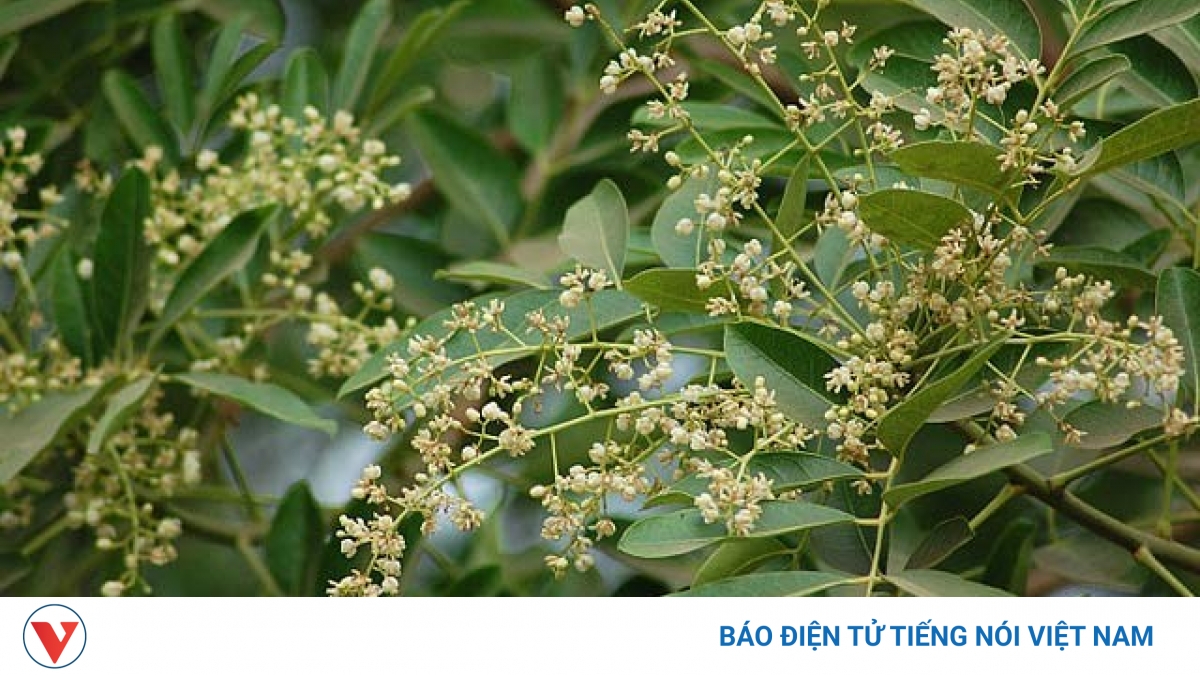 “Xà cừ nở hoa”: Bông hoa đẹp dâng đời