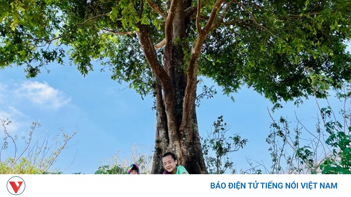 “Cây Kơ nia xin đừng khóc”: Lời ru buồn về ba người phụ nữ