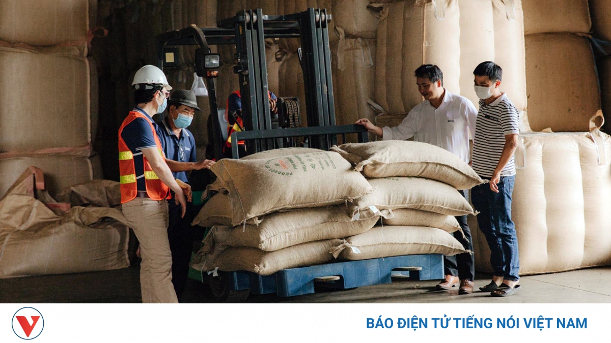 Giá cà phê hôm nay 7/8: Giá cà phê đồng loạt tăng trên cả 2 sàn quốc tế