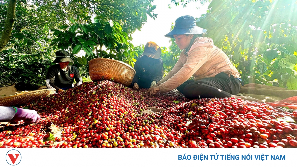 Giá cà phê hôm nay 17/5: Giá cà phê trong nước ở mức 87.800 đồng/kg