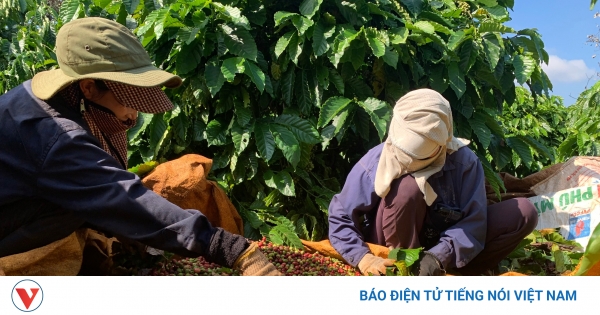 Giá cà phê hôm nay 27/8: Giá cà phê trung bình ở mức 97.100 đồng/kg