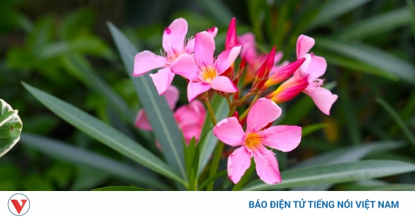 Cảnh báo: 4 loại cây cảnh cực độc, tuyệt đối không nên trồng trong nhà