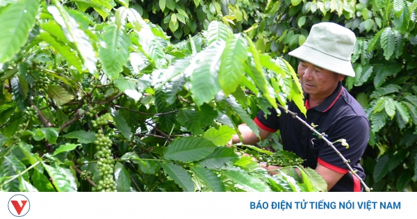 Giá cà phê hôm nay 3/9: Giá cà phê trong nước giảm 600 đồng/kg