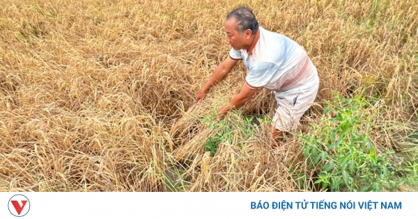 vov.vn