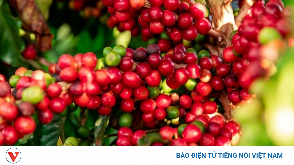 Giá cà phê hôm nay 27/6: Giá cà phê Robusta tăng nhẹ trở lại
