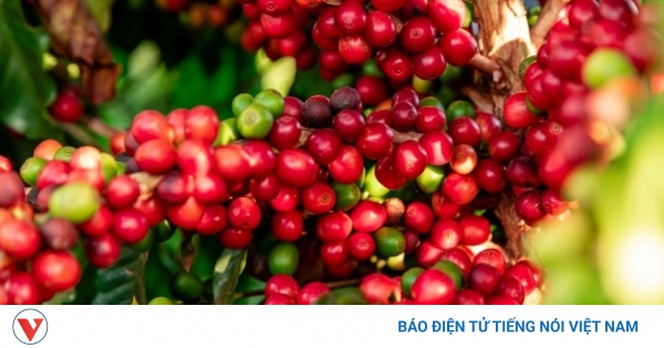 Giá cà phê hôm nay 26/8: Giá cà phê Robusta và Arabia đồng loạt giảm