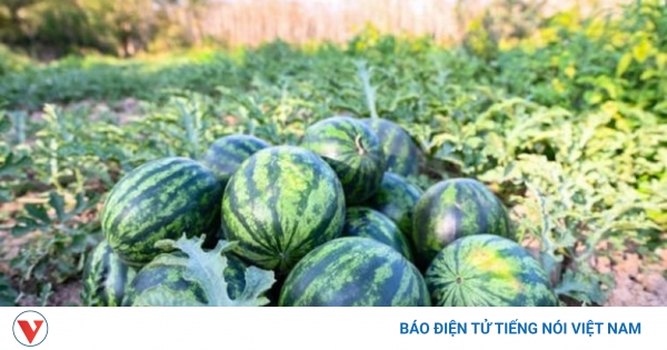 Giải Nhiệt Mùa Hè Vô Cùng: Bí Quyết Sức Khỏe Từ Dưa Hấu – Loại Quả 'Quốc Dân' Ai Cũng Yêu!