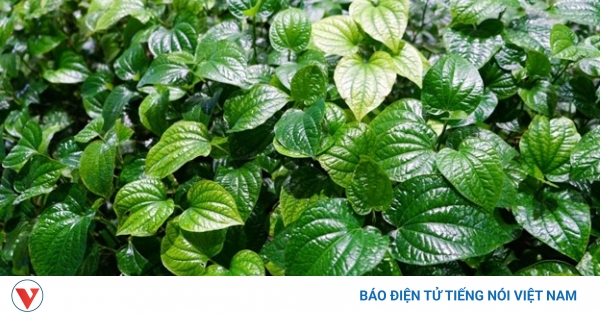 Lá Lốt: 'Thần Dược' Trong Rau Cây Việt - Vừa Nấu Ăn, Vừa Bồi Bổ Sức Khỏe!