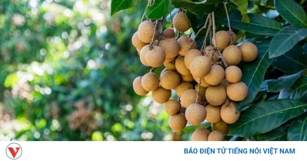 Nhãn Việt Nam: 'Thuốc bổ' mùa hè, ngọt thanh, mọng nước và vô vàn lợi ích sức khỏe