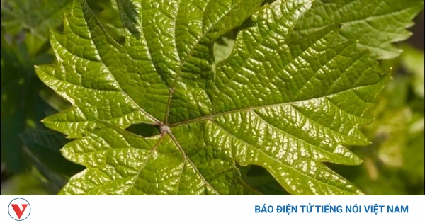 Bật mí công dụng 'vàng' của lá nho: Vị thuốc bí mật người Việt bỏ lỡ?