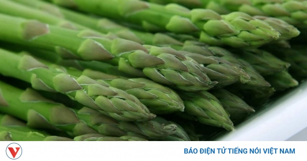 Măng Tây: 'Rau Hoàng Đế' Vàng Ngậm Trọn Dinh Dưỡng, Dễ Tìm Tại Việt Nam!