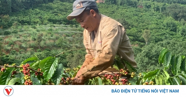 Giá cà phê hôm nay 22/7: Giá cà phê trong nước ở mức 98.500 đồng/kg