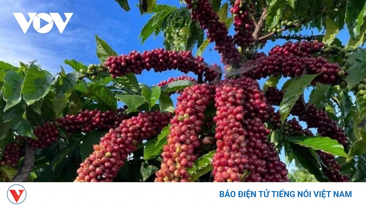 Giá cà phê hôm nay 29/5: Giá cà phê Robusta và Arabia đồng loạt tăng