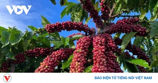 Giá cà phê hôm nay 20/8: Cà phê đồng loạt tăng trên cả 2 sàn quốc tế