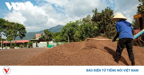 Giá cà phê hôm nay 8/5: Giá cà phê Robusta và Arabica diễn biến trái chiều