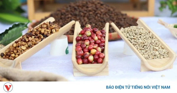 Giá cà phê hôm nay 16/7: Giá cà phê trên 2 sàn quốc tế biến động