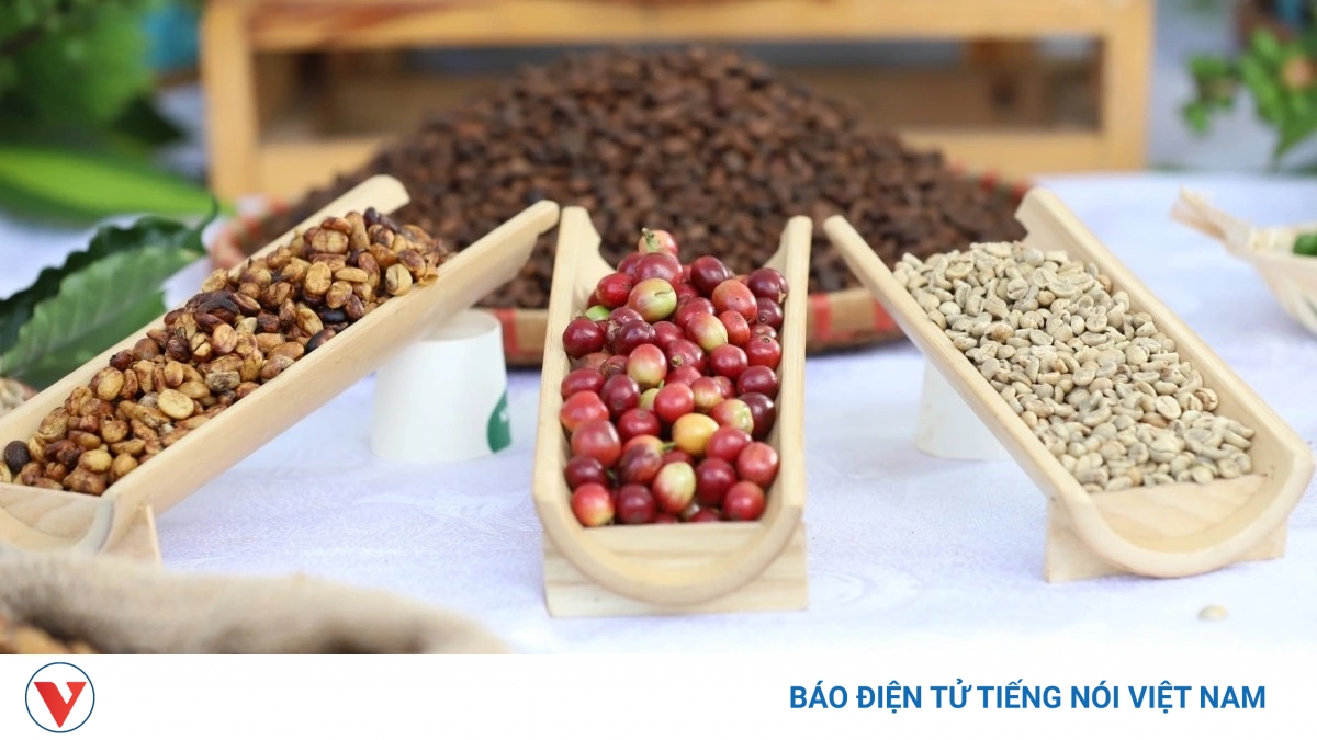 Giá cà phê hôm nay 11/8: Giá cà phê trung bình ở mức 97.100 đồng/kg