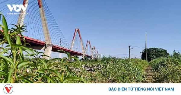 Người trồng đào Nhật Tân tất bật khôi phục vườn sau lũ lụt, chuẩn bị vụ Tết